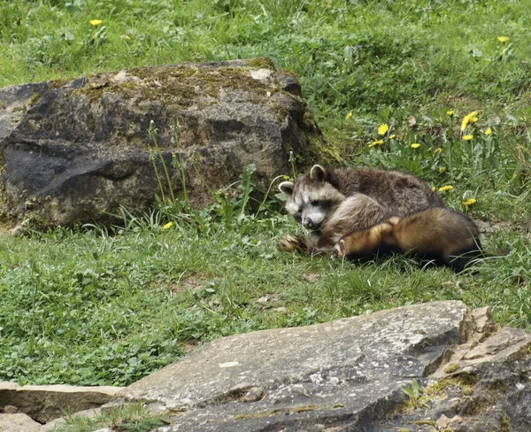 stock image Ferret and Racoon