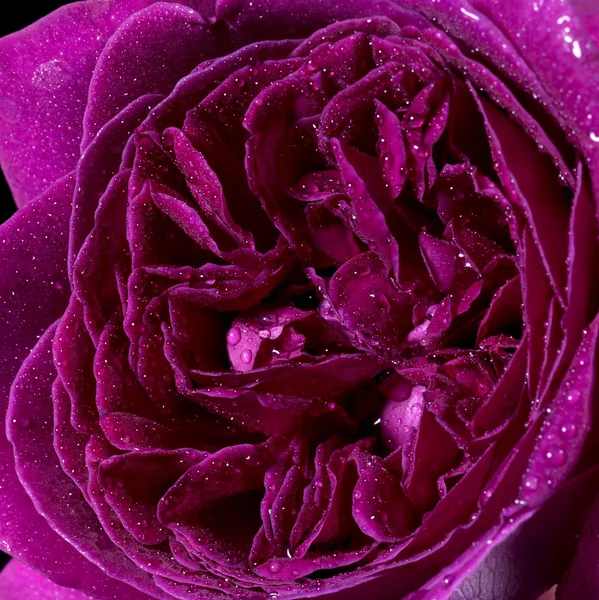 Closeup υγρό ροδαλό λουλούδι — Φωτογραφία Αρχείου