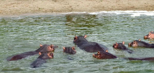 Quelques Hippos au bord de l'eau en Afrique — Photo
