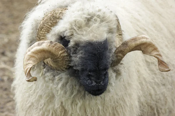 Valais Blacknose ovejas — Foto de Stock