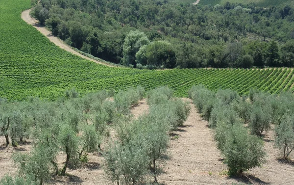 Stock image Chianti in Tuscany