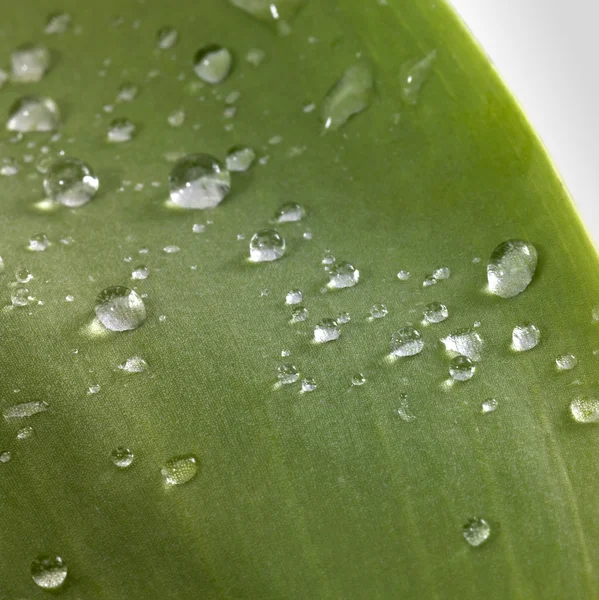 stock image Leaf and drops