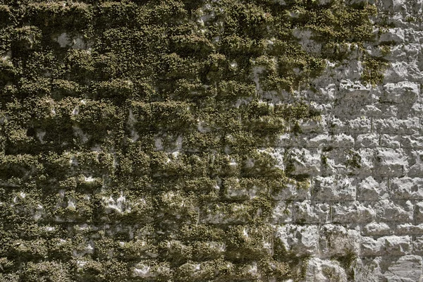 Vieux mur de pierre envahi — Photo
