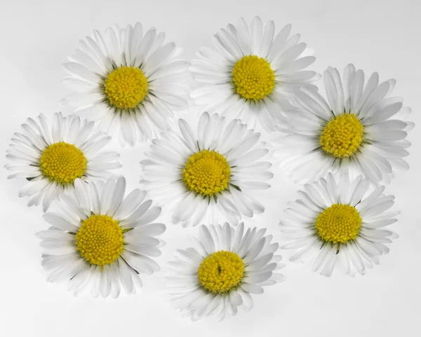 Daisy flower arrangement — Stock Photo, Image