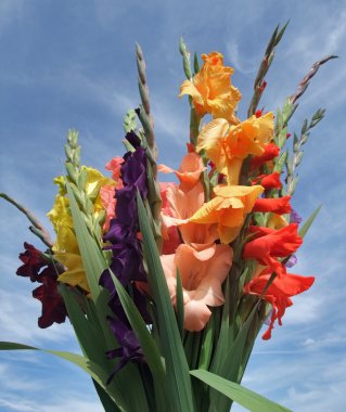 Bunch of gladioli flowers clipart