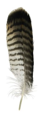 Raptor´s feather clipart
