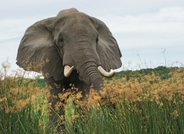 Elephant in high grass clipart