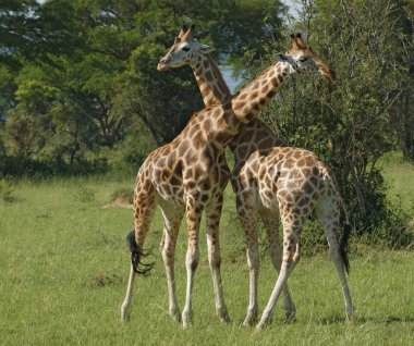 Male Giraffes at fight clipart