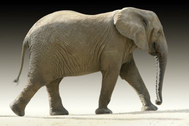 African elephant clipart