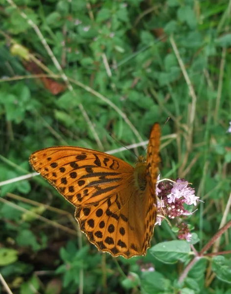 Argynnis paphia Schmetterling im natürlichen Rücken — Stockfoto