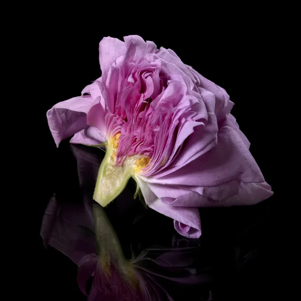 Half of a pink rose — Stock Photo, Image