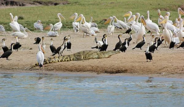 Ptáci a krokodýl waterside v Ugandě — Stock fotografie