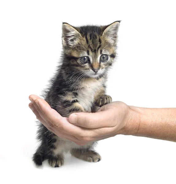 Котенок и рука — стоковое фото