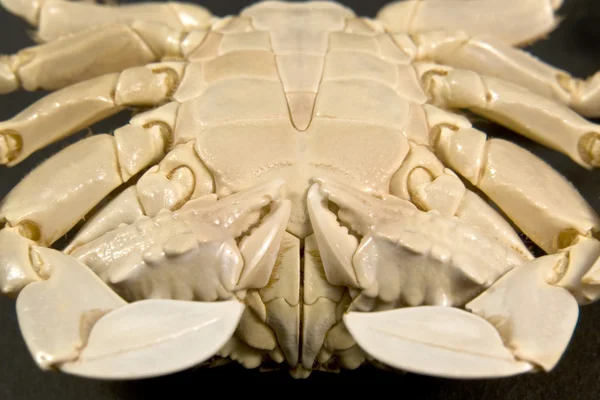 Detail of a moon crab — Stock Photo, Image