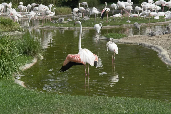 Flamingo's in zonnige sfeer — Stockfoto
