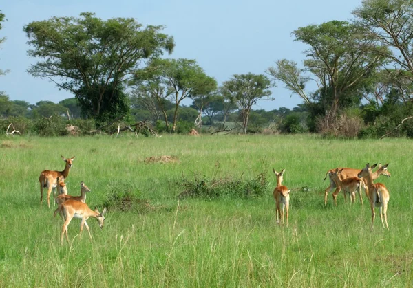 Uganda kobs in der afrikanischen Savanne — Stockfoto