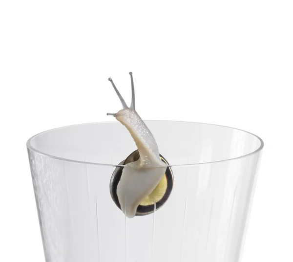 Grove snail on a drinking glass — Stock Photo, Image