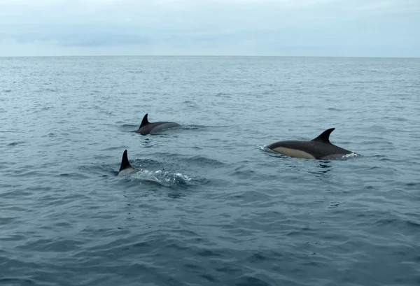 Delfini nuotatori — Foto Stock