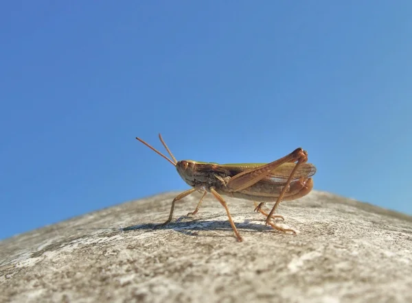 Grasshopper in blue sky — Stock Photo, Image
