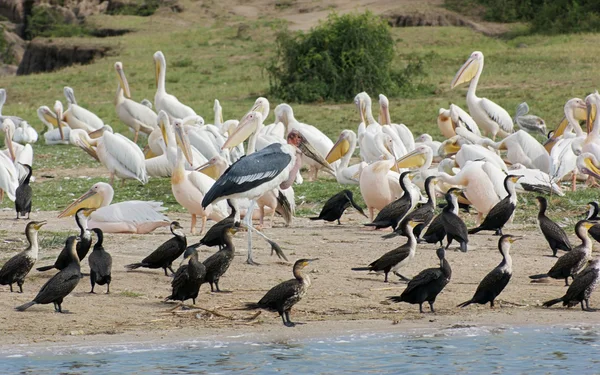 Oiseaux au parc national de la Reine Elizabeth en Ouganda — Photo