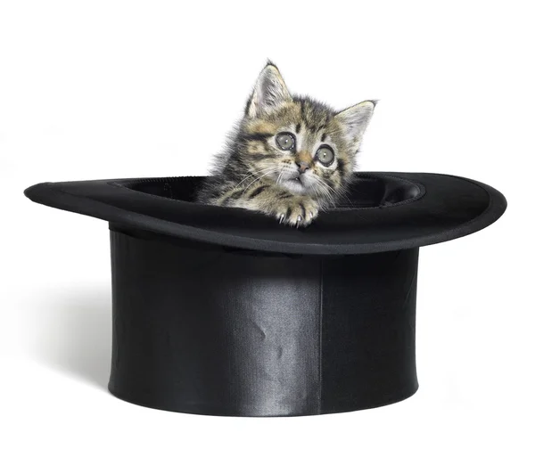 Котенок, выглядывающий из черной шапки — стоковое фото