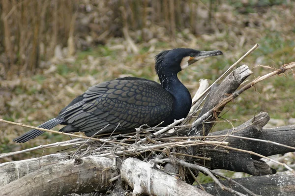 Nesting Great Cormorant — Stock Photo, Image