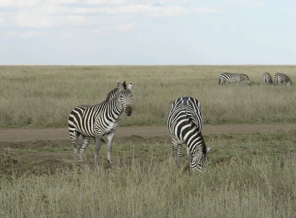 Зебры в саванне — стоковое фото