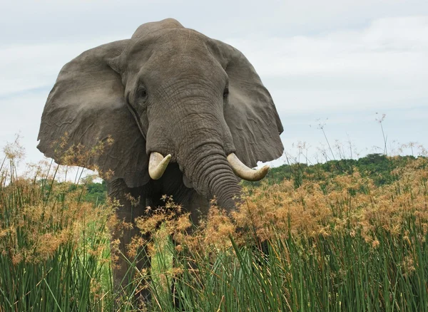 Elephant in high grass — Stock Photo, Image