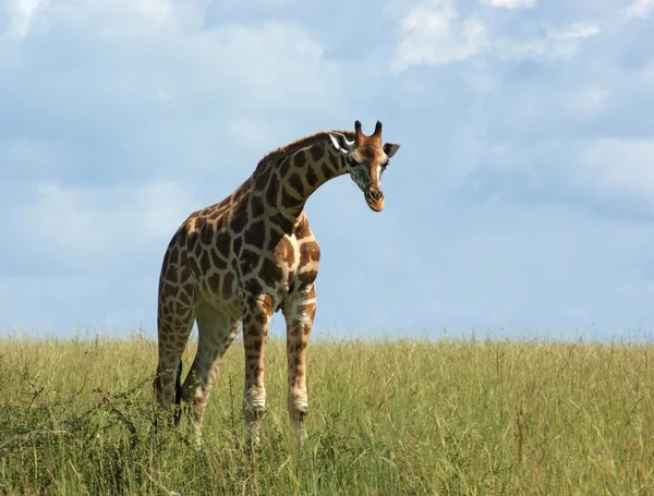 Rothschild zsiráf az afrikai legelő — Stock Fotó