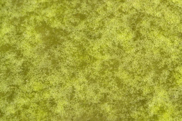 Groene bubbly slime detail — Stockfoto