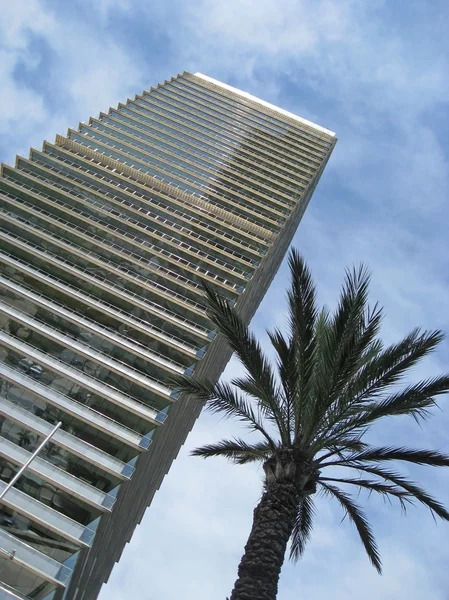 High rise and palm tree — Stock Photo, Image
