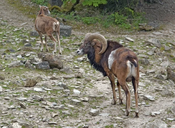 Mouflons en suelo pedregoso — Foto de Stock