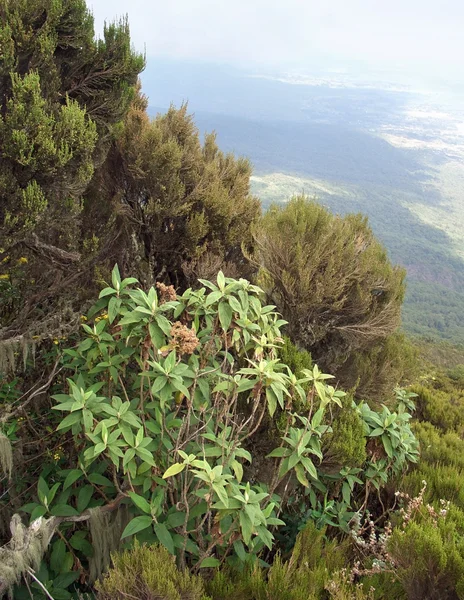 Plantes dans les monts Virunga — Photo