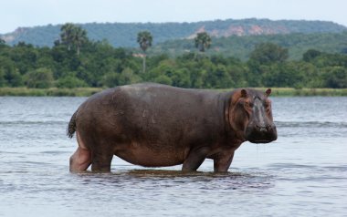 Hippo in Africa clipart