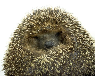 Rolled-up hedgehog portrait clipart
