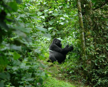 Gorilla in the african jungle clipart