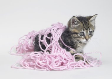 Kitten and pink wool clipart