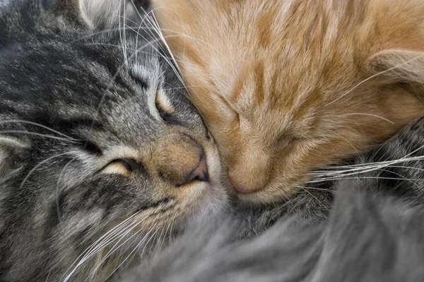 Snuggling yavru kedi — Stok fotoğraf