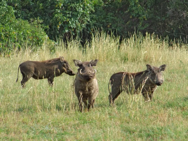 Warthogs in Africa — Stock Photo, Image