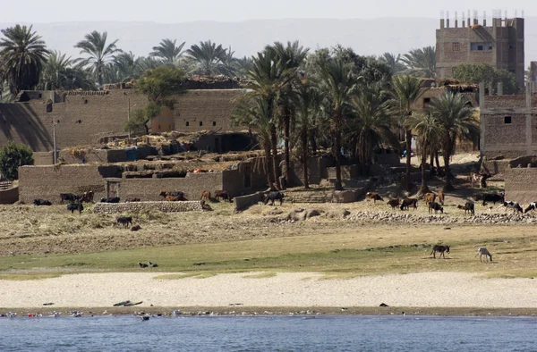 Paisaje de la orilla del Nilo en Egipto — Foto de Stock