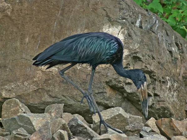 African Openbill in stony back — Stock Photo, Image