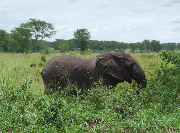L'éléphant en Afrique — Photo