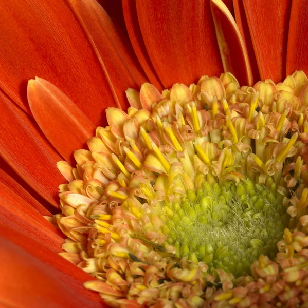 Gerbera flor closeup — Fotografia de Stock