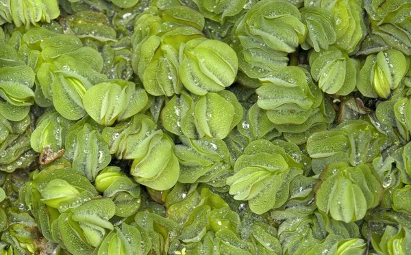 Fondo de hojas exóticas — Foto de Stock