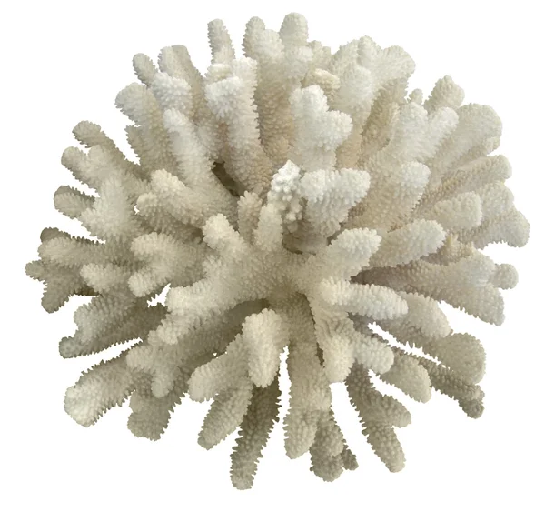 Beyaz mercan — Stok fotoğraf