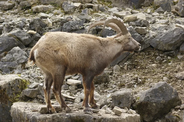 Ibex alpino nas costas pedregosas — Fotografia de Stock