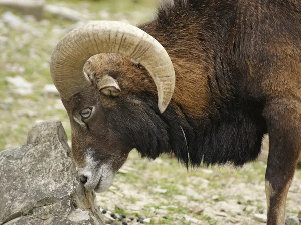 Mouflon and stone — Stock Photo, Image