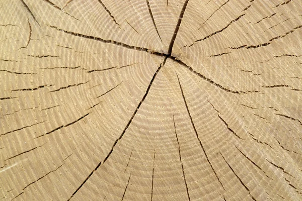 Wood cut with annual rings — Stock Photo, Image
