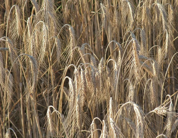 Full frame barley detail — Stock Photo, Image