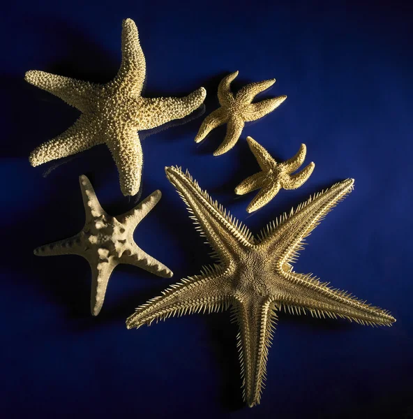 stock image Starfish arrangement